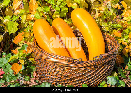 Wicker basket with three yellow pumpkins laying in autumn leaves Stock Photo