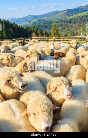 Mountain sheep in holding pen on sunny day, Pieniny Mountains, Poland Stock Photo