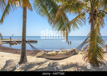Hammock between palm trees Stock Photo