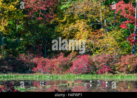Fall Foliage Harriman State Park New York Stock Photo