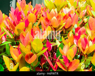 Australian Rose Apple has another name such as Brush Cherry, Creek Lily Pilly, Creel Satinash, Syzygium austral, Christina Stock Photo