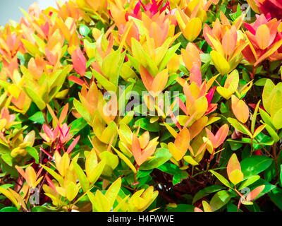 Australian Rose Apple has another name such as Brush Cherry, Creek Lily Pilly, Creel Satinash, Syzygium austral, Christina Stock Photo