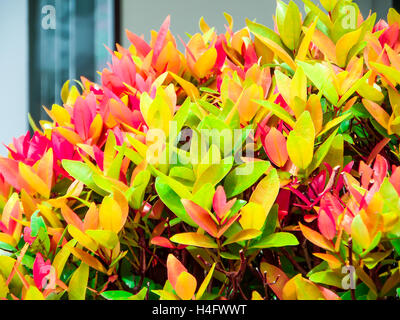 Australian Rose Apple has another name such as Brush Cherry, Creek Lily Pilly, Creel Satinash, Syzygium austral, Christina Stock Photo