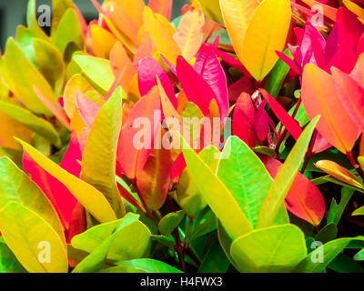 Australian Rose Apple has another name such as Brush Cherry, Creek Lily Pilly, Creel Satinash, Syzygium austral, Christina Stock Photo