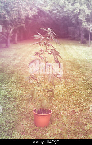 Cannabis female plant in flowerpot outdoors in the garden, indica dominant hybrid in flowering stage. Stock Photo