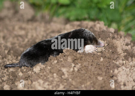 European mole (Talpa europaea) on mole hill. Dead animal on top of mole hill, appearing alive, showing shovelling hands Stock Photo