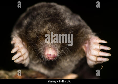 European mole (Talpa europaea) heads and front legs. Dead animal with focus on whiskers, seen from in front Stock Photo