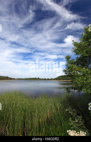 Summer, Filby Broad, Norfolk Broads, Broads views, Norfolk, England, UK Stock Photo