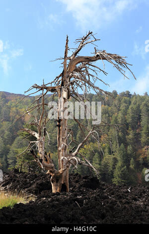 Dead tree and lava in Etna National Park, Sicily, Italy Stock Photo