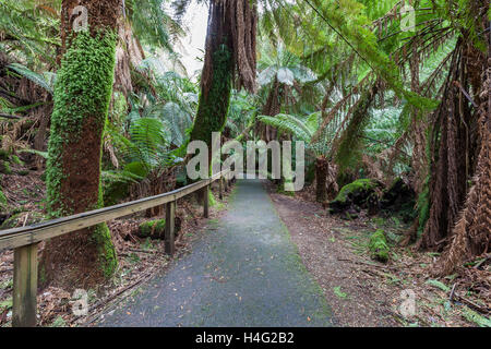 Walkway among ferns in rainforest towards Russell Falls, Mount Field National Park, Tasmania. Stock Photo