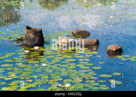 Lily Pond Stock Photo