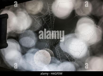 A spider web covered in morning dew hangs on a street sign on Lohberg hill in the North West of Frankfurt on the Main, Germany, 16 October 2016. PHOTO: FRANK RUMPENHORST/dpa Stock Photo