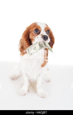 Dog with dollar bill. Cute guilty face. Stock Photo