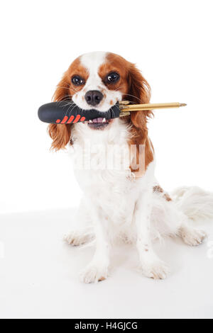 King charles cavalier spaniel studio photos, Dog with domestic and special objects.  White background photos RF and RM types. Stock Photo