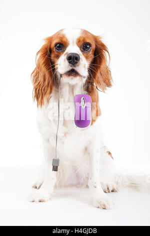 King charles cavalier spaniel studio photos, Dog with domestic and special objects.  White background photos RF and RM types. Stock Photo