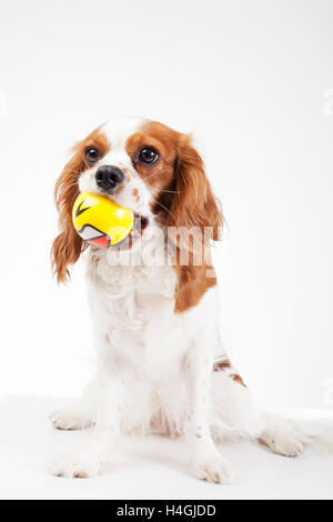 King charles cavalier spaniel studio photos, Dog with domestic and special objects.  White background photos RF and RM types. Stock Photo