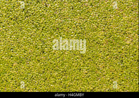 Pond surface coated with dense covering of duckweed Lemna minuta floating weed Stock Photo