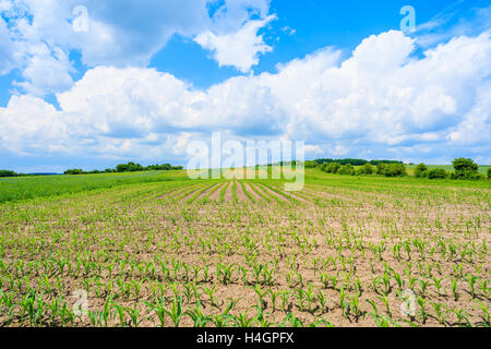 Beautiful green field with white clouds on blue sky in summer landscape, Poland Stock Photo