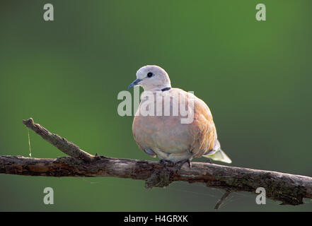 Collared Dove, Streptopelia decaocto, sitting on a branch, Keoladeo National Park, Bharatpur, India Stock Photo