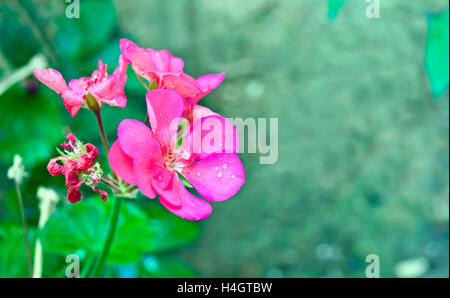 close up of a wet geranium flower after rain Stock Photo
