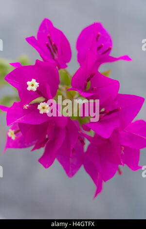 Bougainvillea spectabilis plant and flower. Stock Photo