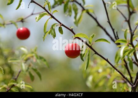 Chickasaw plum Stock Photo