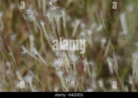 Prairie Grass, Splitbeard bluestem Stock Photo - Alamy