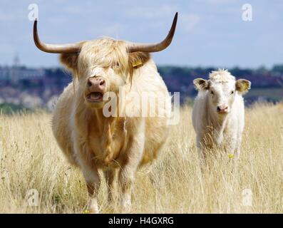 highland cattle Stock Photo