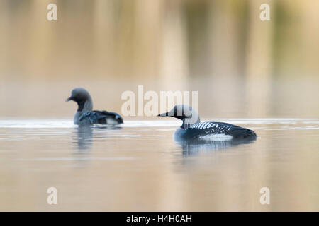 Black-throated Loon / Arctic Loon ( Gavia arctica ), attentive pair in breeding dress, swimming next to each other. Stock Photo