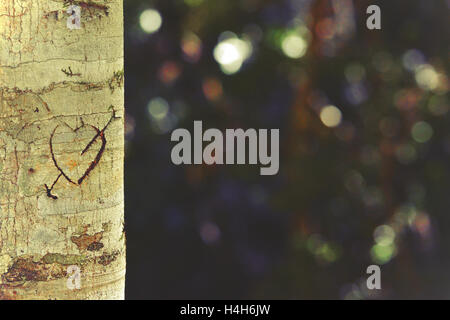 Heart and arrow carved in tree trunk in dappled evening forest light. Retro toned image with copy space. Stock Photo