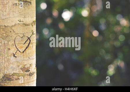 Heart and arrow carved in tree trunk in dappled evening forest light. Retro toned image with copy space. Stock Photo