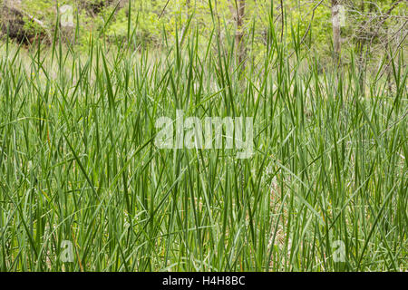 Tall wild grasses in Zion Canyon National Park Utah Stock Photo