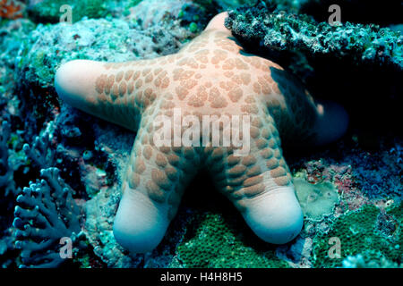 Granulated sea star (Choriaster granulatus), Palau, Micronesia, Pacific Stock Photo