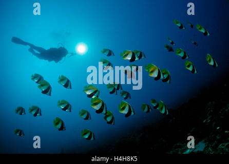 Scuba diver and a school of Masked Bannerfish (Heniochus monoceros), Maldive Islands, Indian Ocean Stock Photo