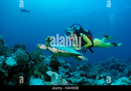 Hawksbill Turtle (Eretmochelys imbricata) and a scuba diver, Maldive Islands, Indian Ocean Stock Photo