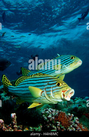 Oriental Sweetlips (Plectorhinchus vittatus), Maldive Islands, Indian Ocean Stock Photo