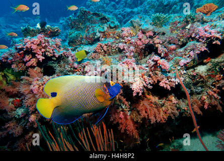 Yellowface angelfish (Pomacanthus xanthometopon), Maldives Island, Indian Ocean Stock Photo