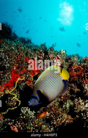 Yellowface angelfish (Pomacanthus xanthometopon), Maldives Island, Indian Ocean Stock Photo