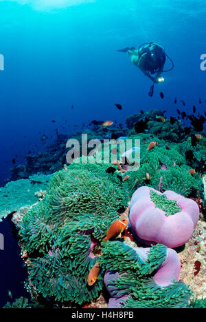 Magnificent sea anemone or Ritteri anemone (Heteractis magnifica) and diver, Maldives, Indian Ocean Stock Photo