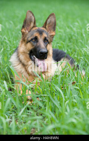 Alsatian or German Shepherd Dog Stock Photo