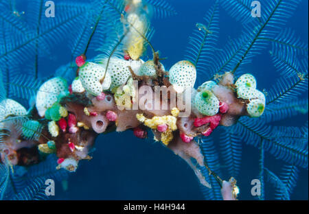 Sea Squirts (Ascidiacea) Stock Photo