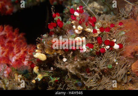 Sea Squirts (Ascidiacea) Stock Photo