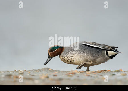 Teal / Krickente ( Anas crecca ), male drake, in colorful breeding dress, walking along mudflats, searching for food. Stock Photo