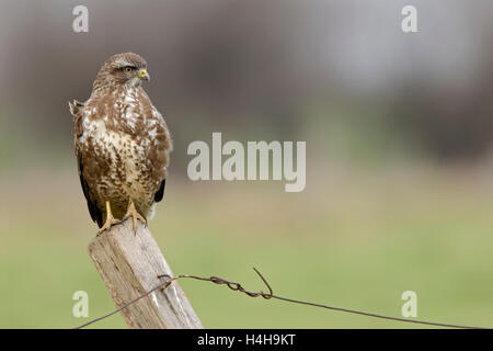 Common Buzzard / Maeusebussard ( Buteo buteo ), perched on a fence post for hunting, typical situation, full body, frontal view. Stock Photo