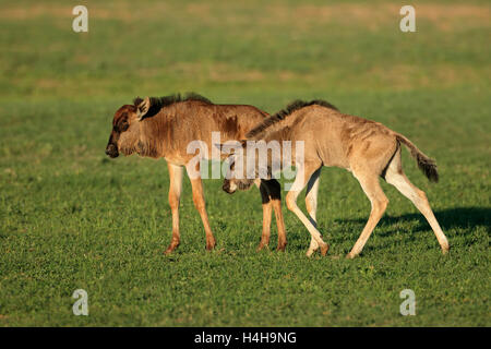 Two young blue wildebeest calves (Connochaetes taurinus), Kalahari, South Africa Stock Photo