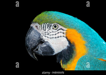 Portrait of a brightly colored Blue-and-yellow Macaw (Ara ararauna) on black Stock Photo