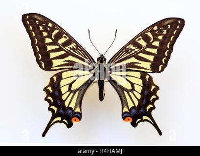 Asian Swallowtail (Papilio xuthus) specimen isolated Stock Photo