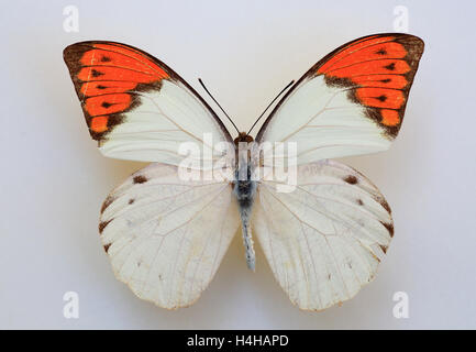 Great Orange Tip (Hebomoia glaucippe) specimen isolated Stock Photo