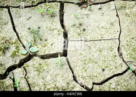 Dried cracked earth with weeds Stock Photo