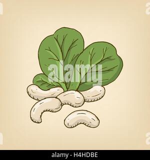 Vector group of cashew nuts with leaves. Vector illustration Stock Vector